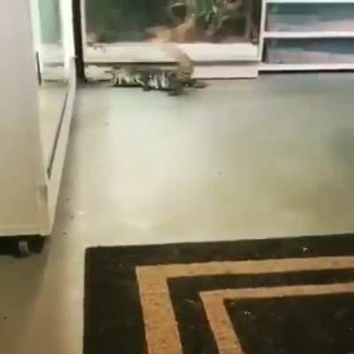 Weird dog