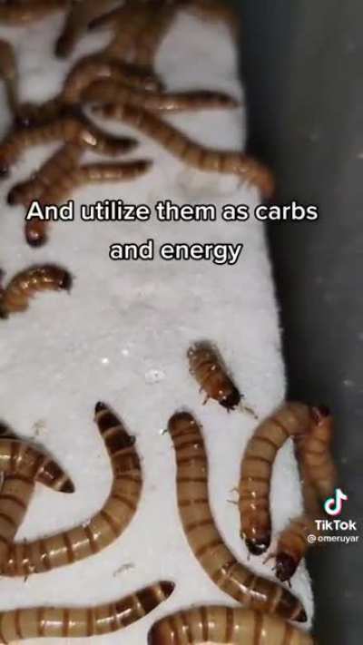 Would this work on plastic bags?