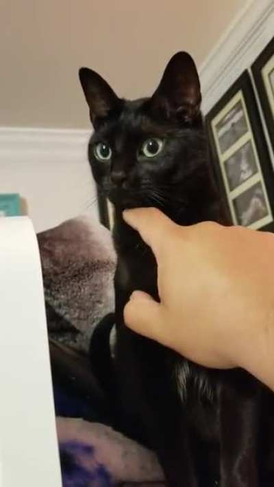 My daughter's cat was acting weird last night.
