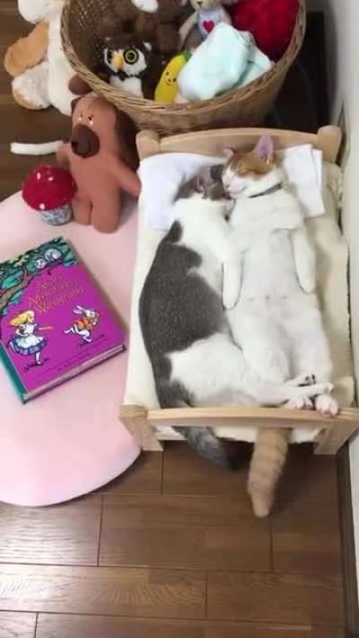 Котики