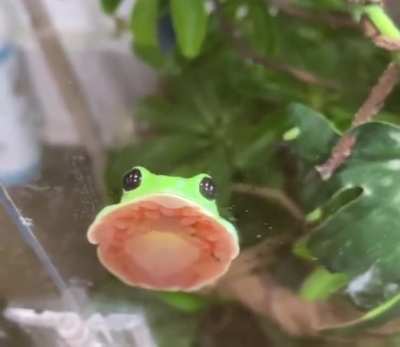 The cutest little suction cup