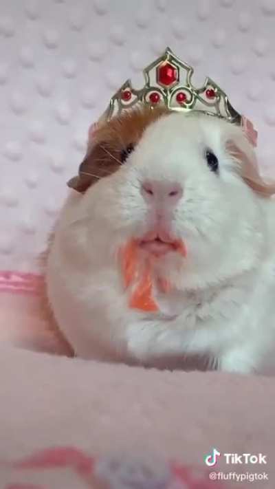 porquinho da india