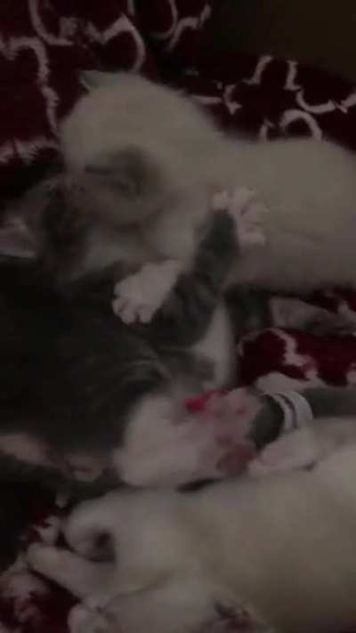 Baby beans are starting to play now that their eyes and ears are open 😻💕