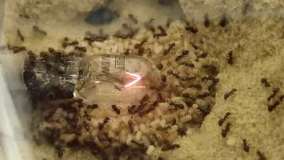 The ants are loving their new lamp.