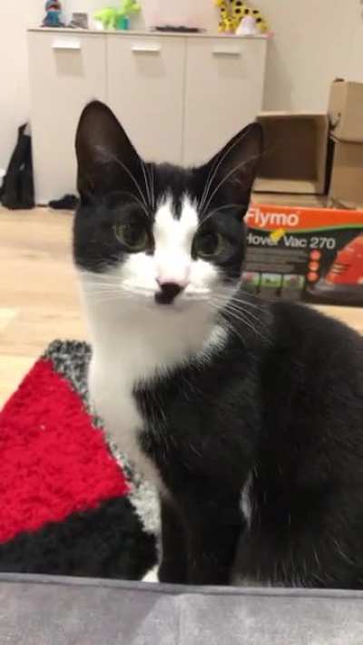 Gentle Kitler meeps