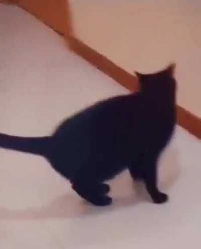 A game of cat and mouse