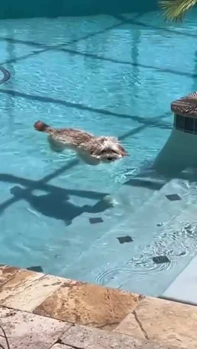 Have you seen the floating dog?