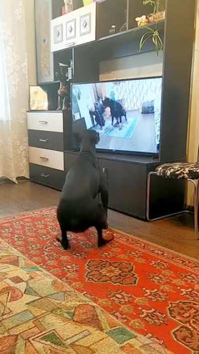 Собака - повто<wbr>ряка