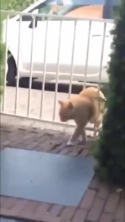 Chonky boi