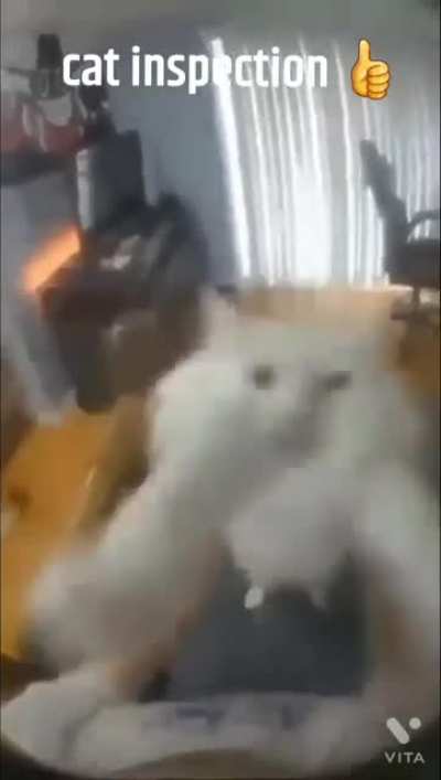 cat inspection 👍
