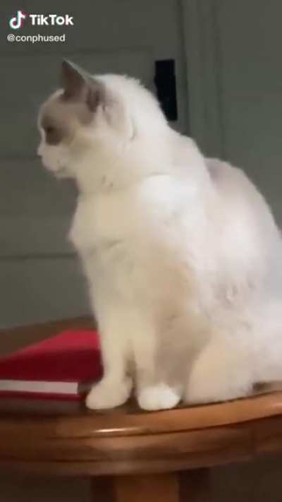 bonk