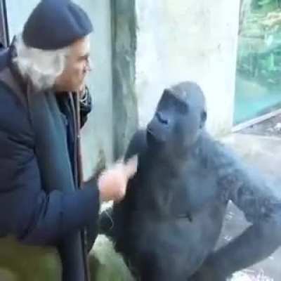 Fuck it philosopher monkey