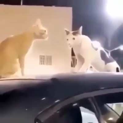 Fear