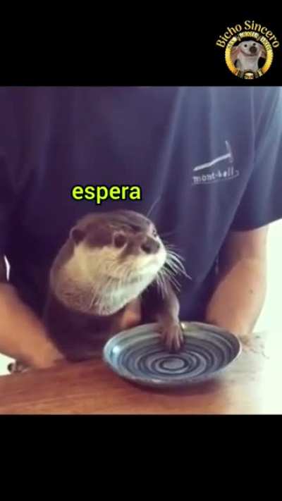 Envenenam o abacaxi