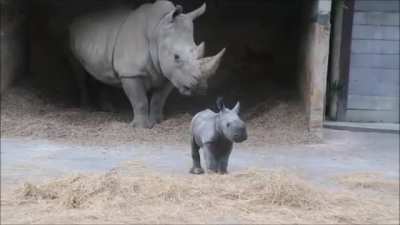 Baby Rhino was recently born at Auckland Zoo