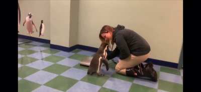 Penguin getting weighed in at the zoo