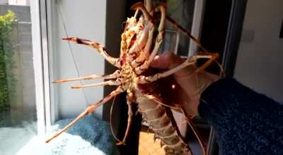 My neighbour brought us some crayfish and I'm a big strong manly man.