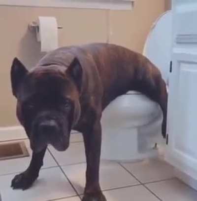 FUNNY🤣🐶 DOG PEE😱😱 أنبوب مضحك MP4 HARAM تحميل فيلم الجنس الحر funny poo🐶🤣<wbr>🤣🤣