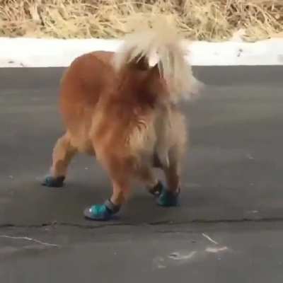 feel the walk