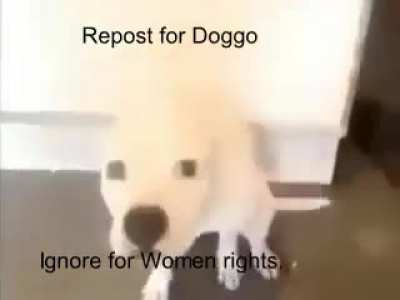 dog rubbing shit on the wall > female gender