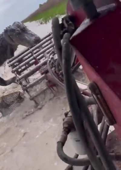 Farming in Louisiana is tough.