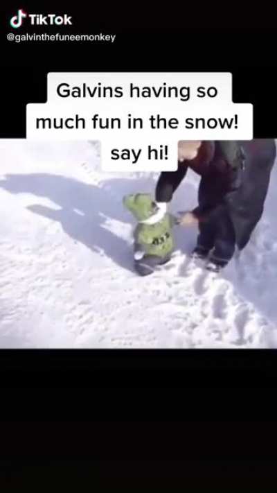Funee monkee