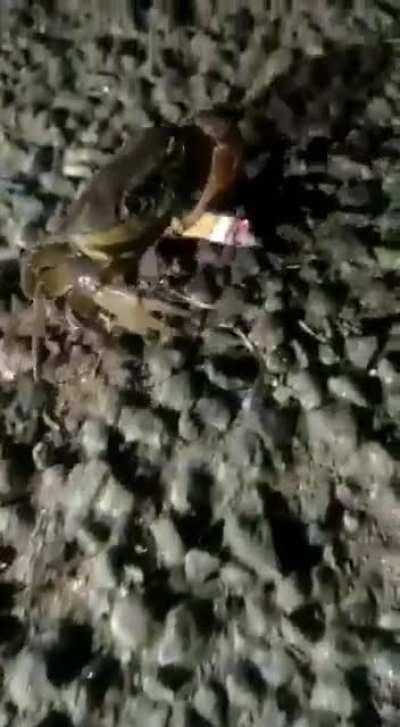 Smoking crab