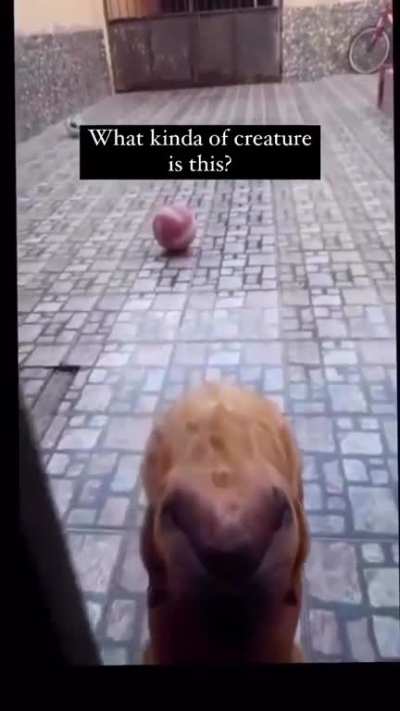 The weirdest rabbit ever