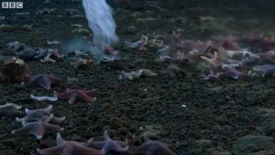 Brinicle formation under the Antarctic ice sheet