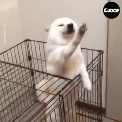 There's No Better Welcome Than A Dog's Welcome