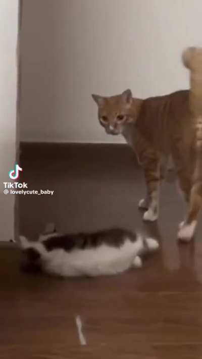 que trouxa