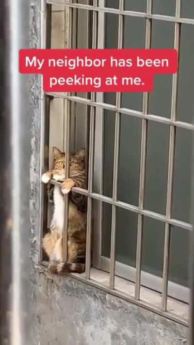 Cat.