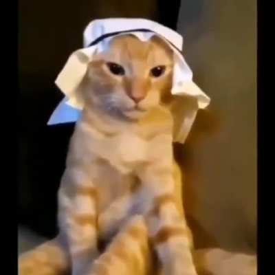 cat rule