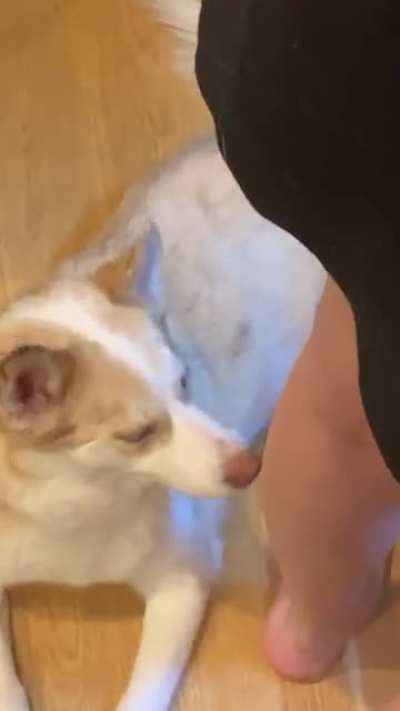 My puppy licked my ankle unexpectedly :,)