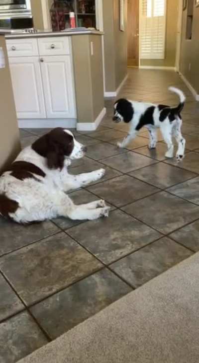 my dog isn't used to the new puppy yet...