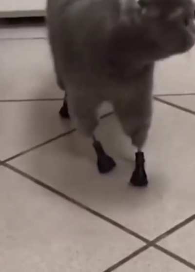 Kenshi Cat