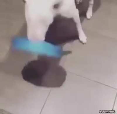 Perro ctm