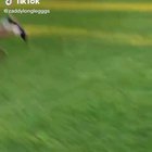 Cameraman became a bat!
