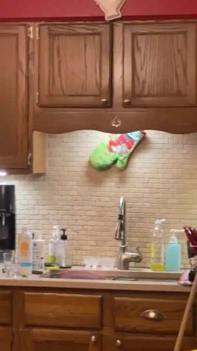 Bird in the house.