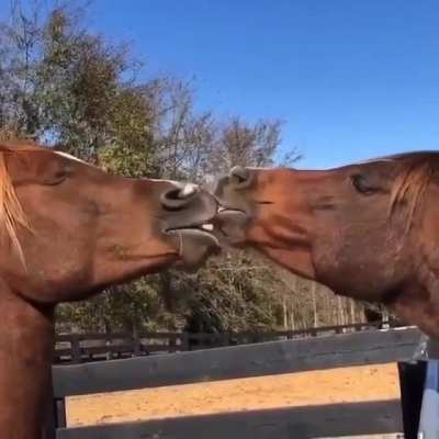 French kissing? Nah I want horse kissing