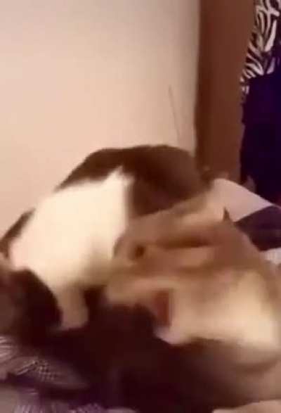 Purrfect drama actors!