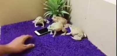 Mad froggies