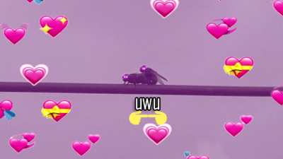 UwU