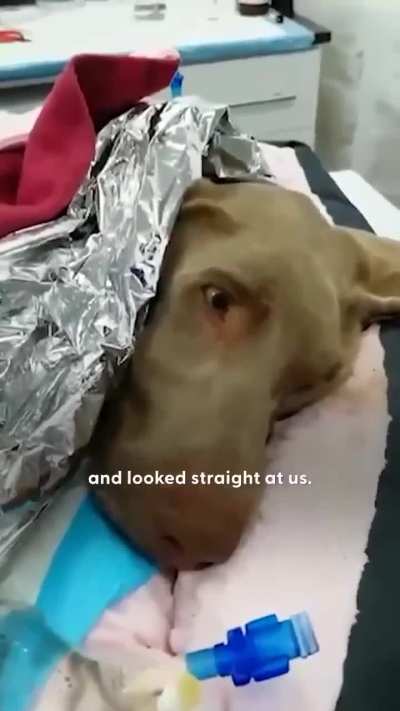 Abandoned dog frozen cold