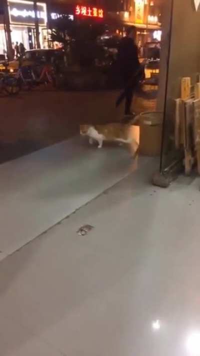 Cat doing the Moonwalk lol