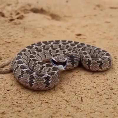 African Egg eater defense mechanism