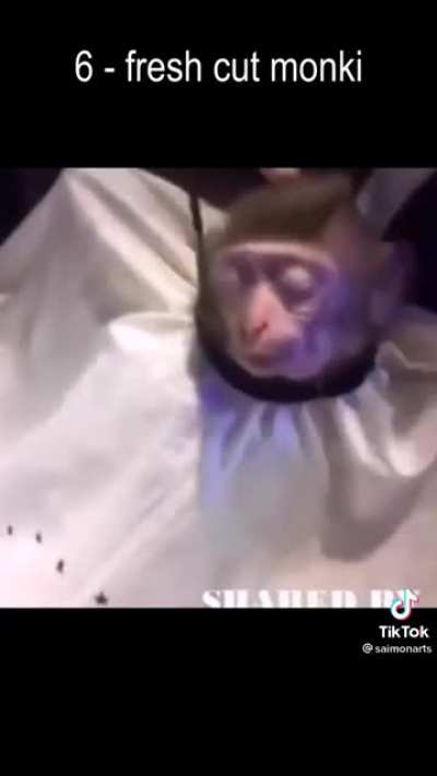 Top 10 Mamaco