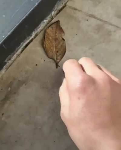 One dead leaf