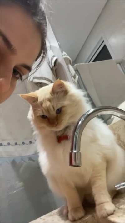 Confused Cat