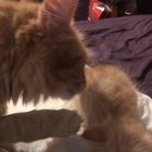 Touch tha baby